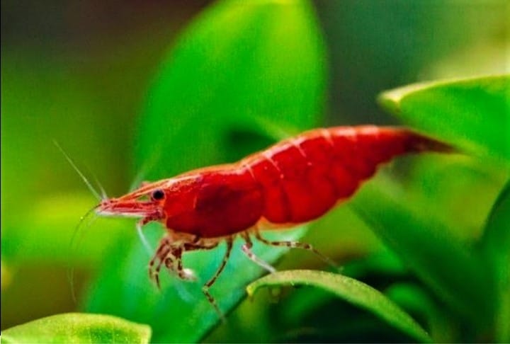 Cherry Shrimp