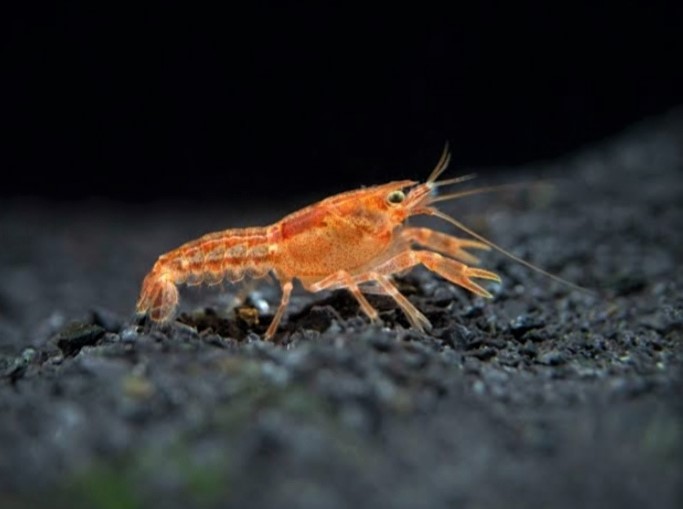 Dwarf Crayfish
