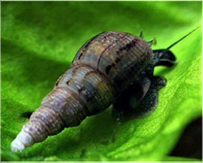 Malaysian Trumpet Snails