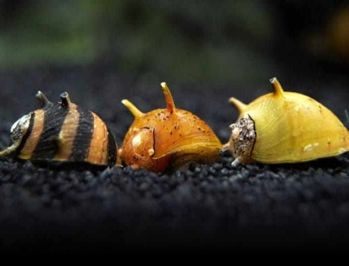 Nerite Snails