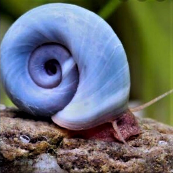 Ramshorn Snail