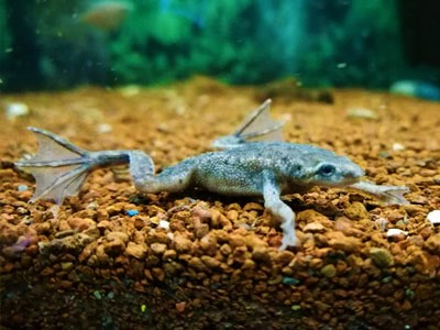 african dwarf frogs for tank