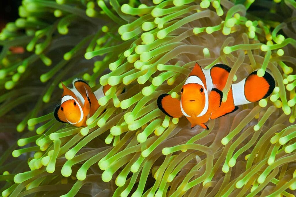 clownfish farm together