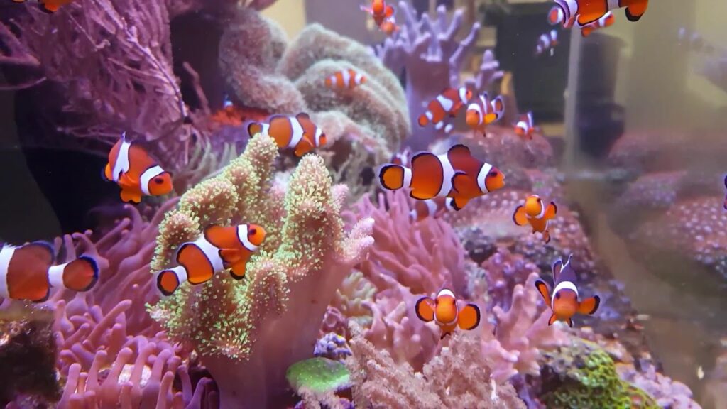 What Do Clownfish Eat in an Aquarium