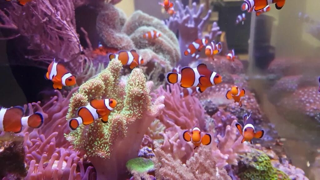 What Do Clownfish Eat in an Aquarium