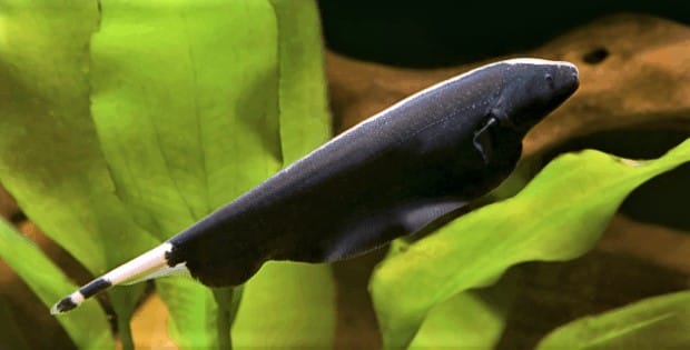 ghost-knife-fish-thumbnail 