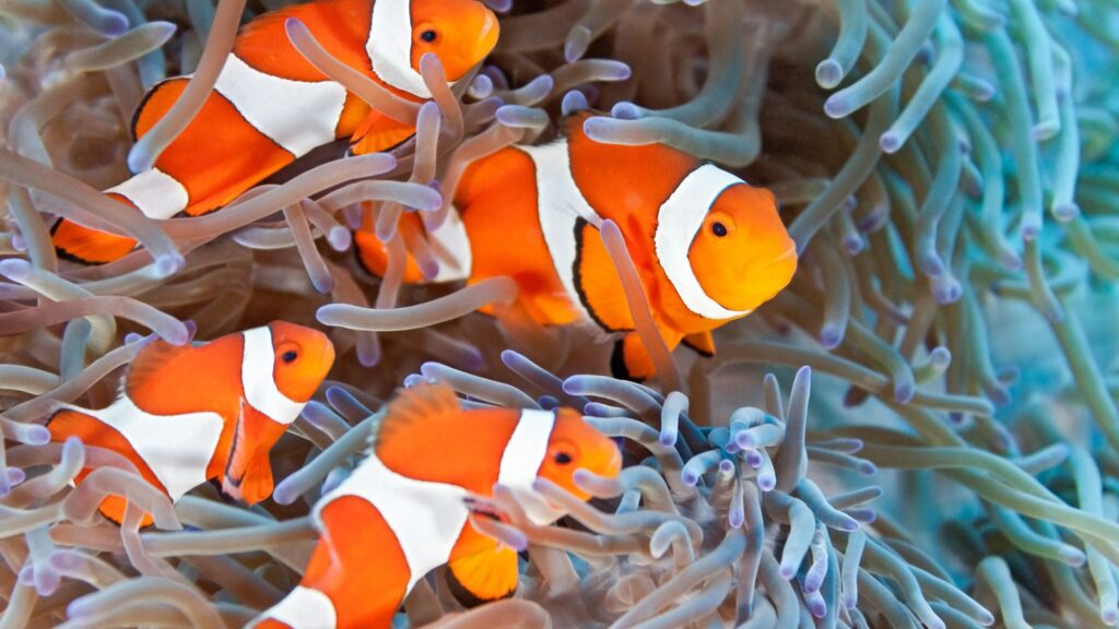 how to take care clownfish
