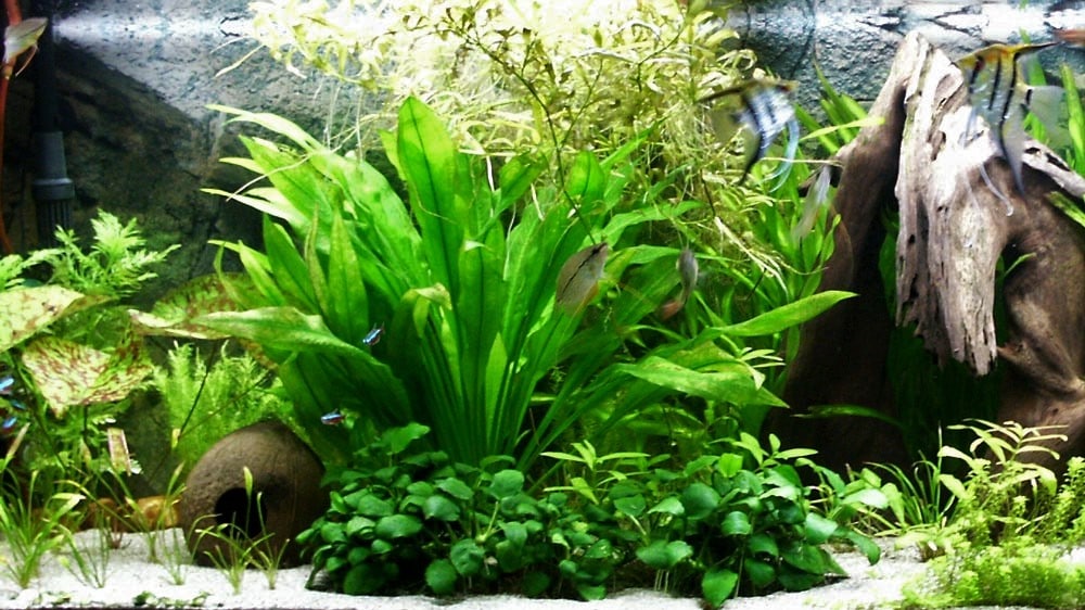 How to plantHow to plant aquarium plants to make them both beautiful and functional. Proper planting is critical for a planted aquarium's success. This is how you do it. aquarium plants to make them both beautiful and functional.