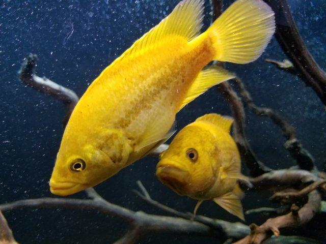 Golden Jaguar Cichlid