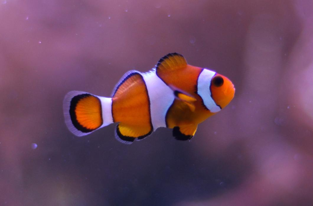 Types Of Clownfish Rarest Smallest And Largest Species