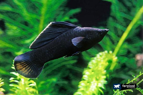 Black Molly Fish