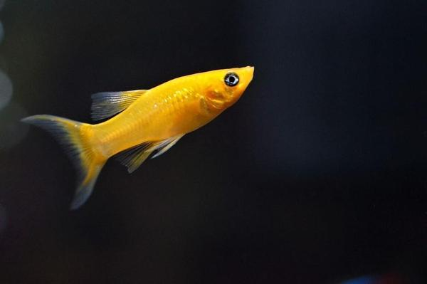 Golden Molly Fish