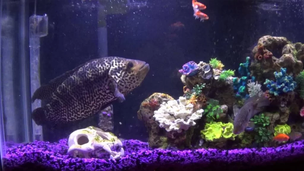 Jaguar Cichlid Tank Mates