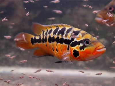 Red Jaguar Cichlid