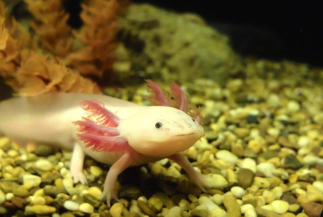 Axolotl Types » Habitat, Feed, Lifespan and (Care Guide)