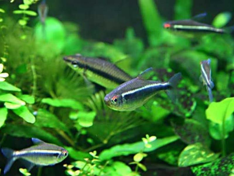 Black Neon Tetra