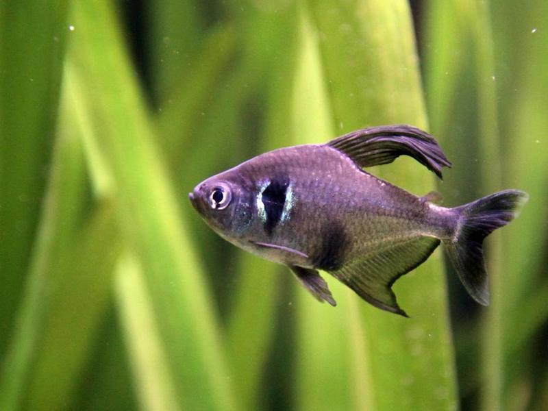 Black Phantom Tetra