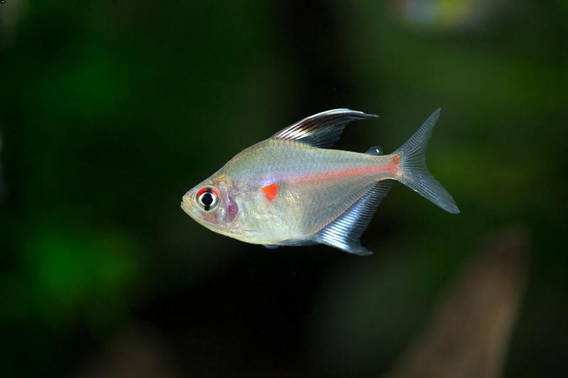 Bleeding Heart Tetra