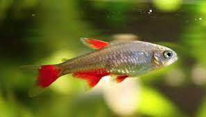 Bloodfin Tetra