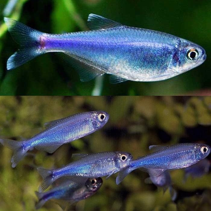 Blue Tetra