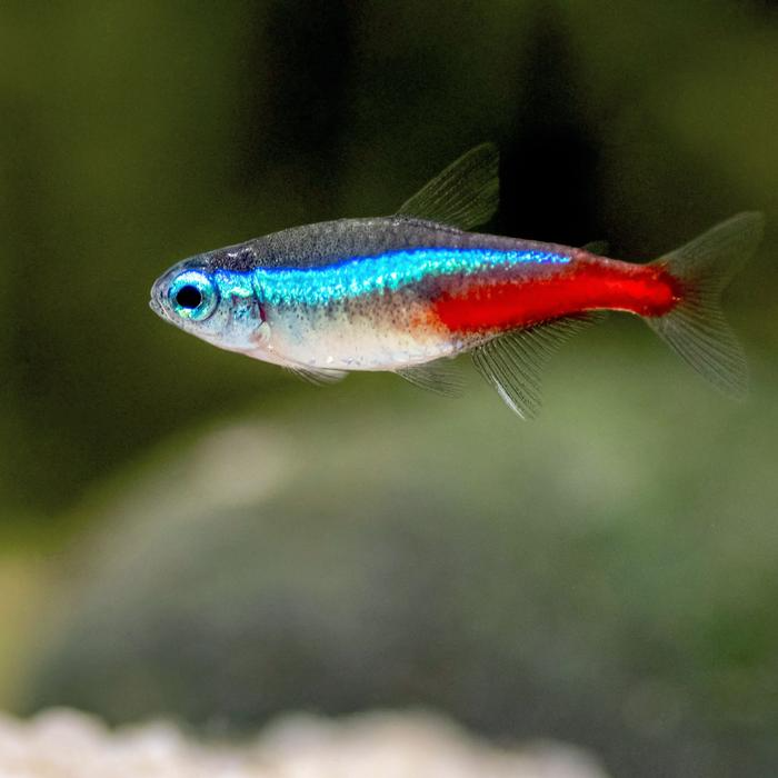 Cardinal Tetra