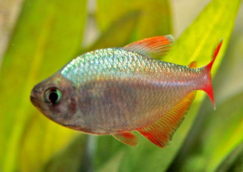 Columbian Tetra