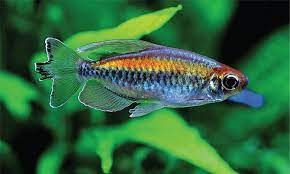 Congo Tetra