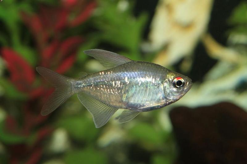 Diamond Tetra