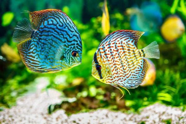 Discus Fish