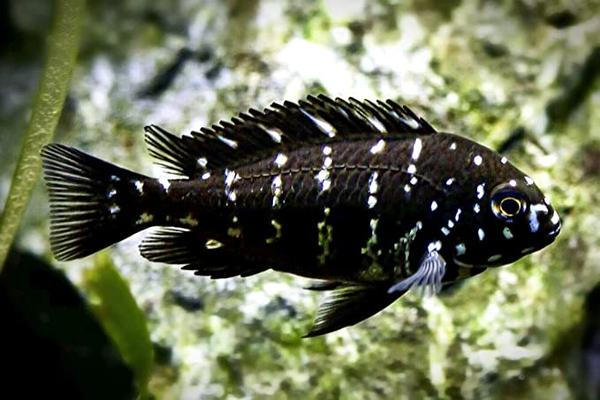 Duboisi cichlid fish