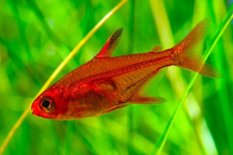 Ember Tetra