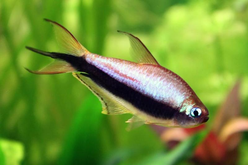 Emperor Tetra