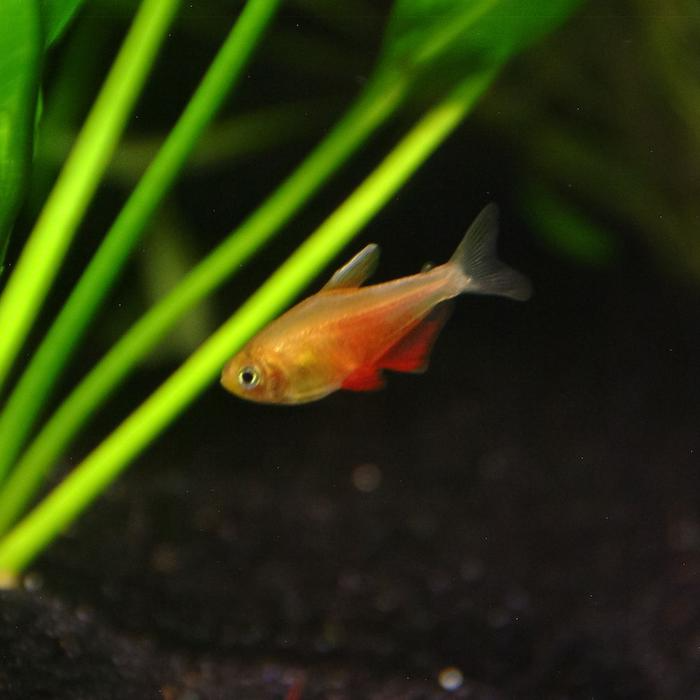 Flame Tetra