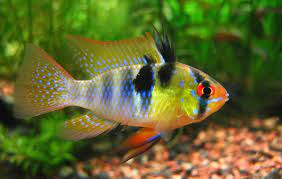 German Blue Ram Fish