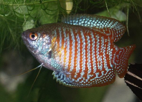 Gourami Fish