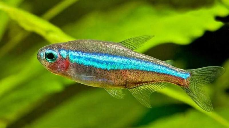 Green Neon Tetra