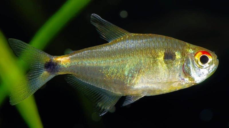 Head and Tail Light Tetra