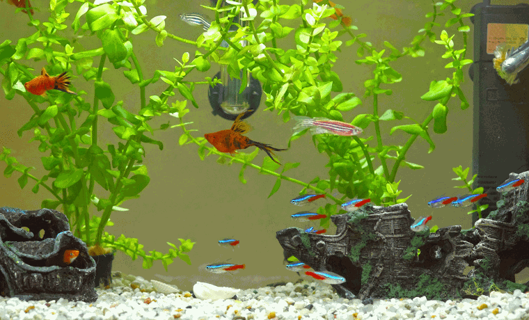 Neon Tetra Aquarium Setup