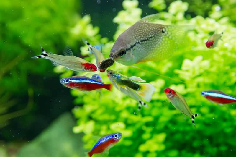 Neon Tetra Tank Mates