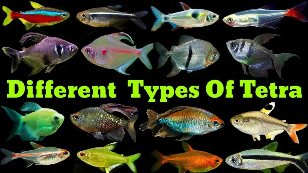 Types of Neon Tetra