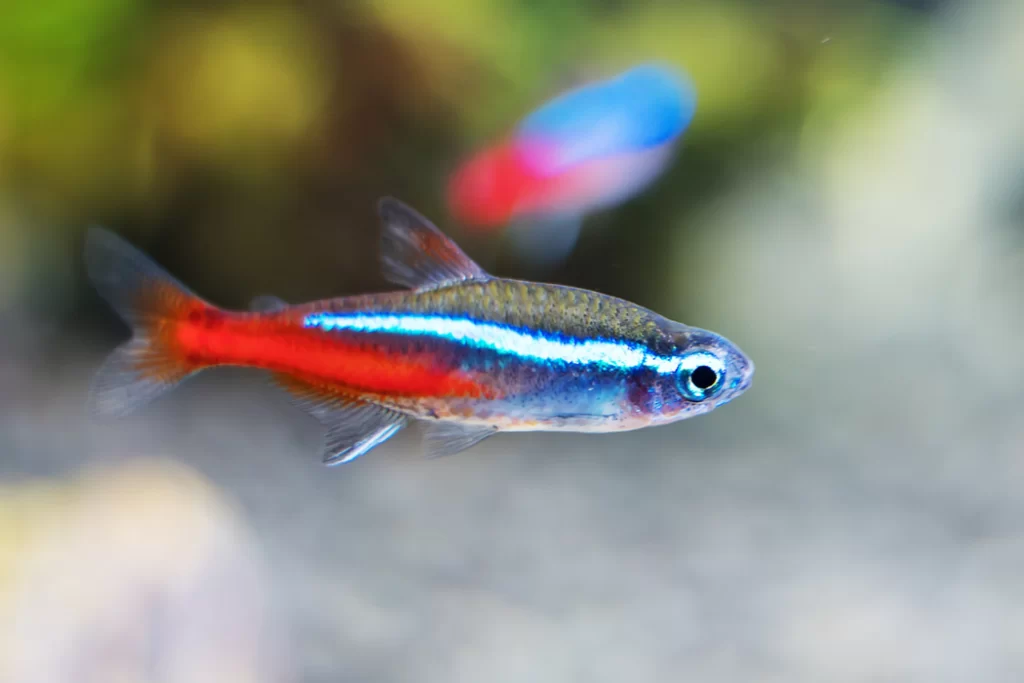 Neon Tetra Fish