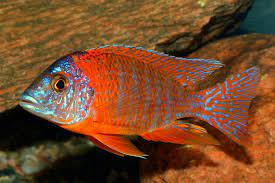 Peacock Cichlid Fish