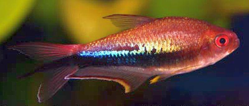 Rainbow Tetra