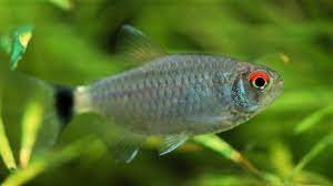 Red eye Tetra