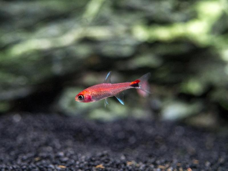 Ruby Tetra