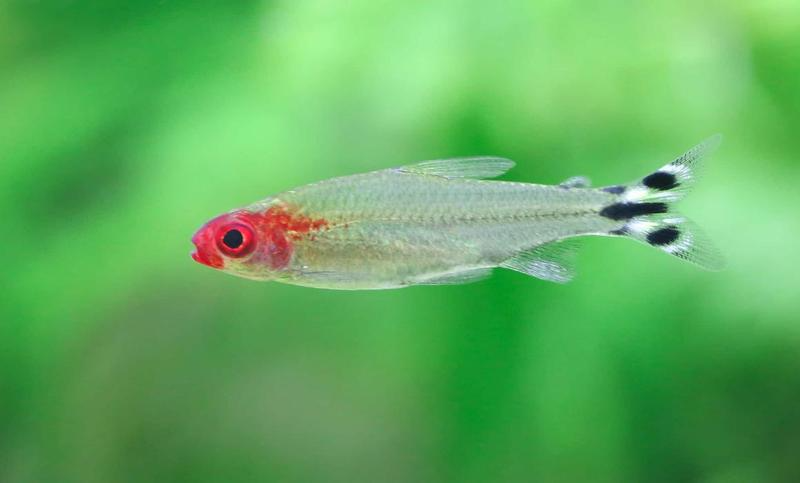 Rummy Nose Tetra