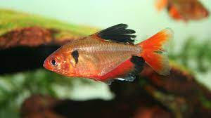 Serpae Tetra