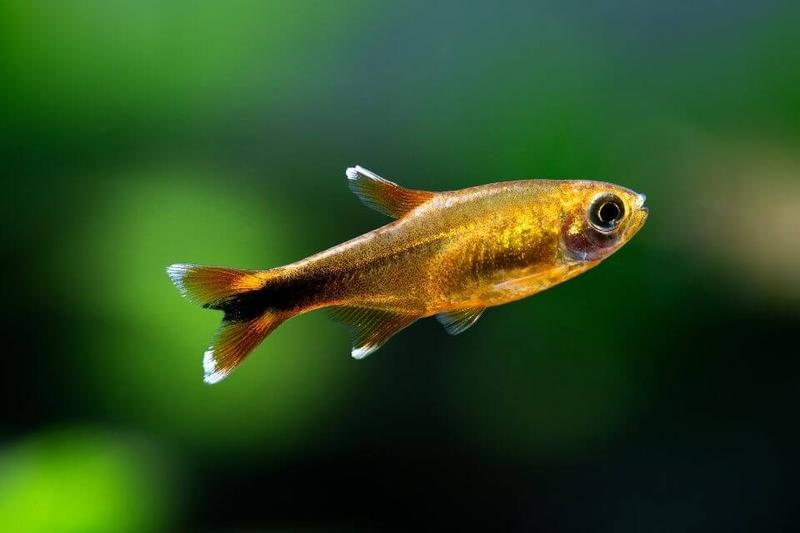 Silvertip Tetra