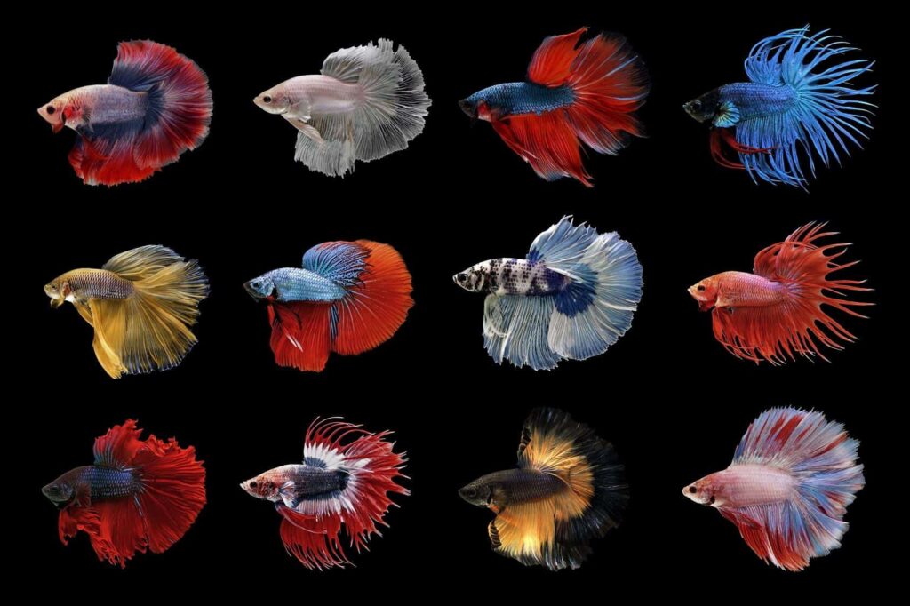 Type of betta fish