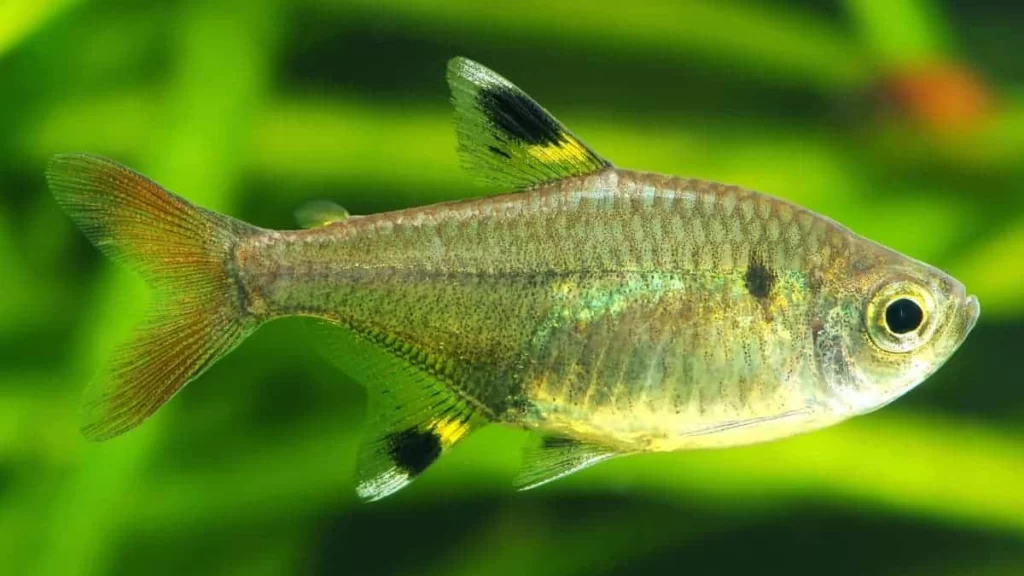 X-Ray Tetra